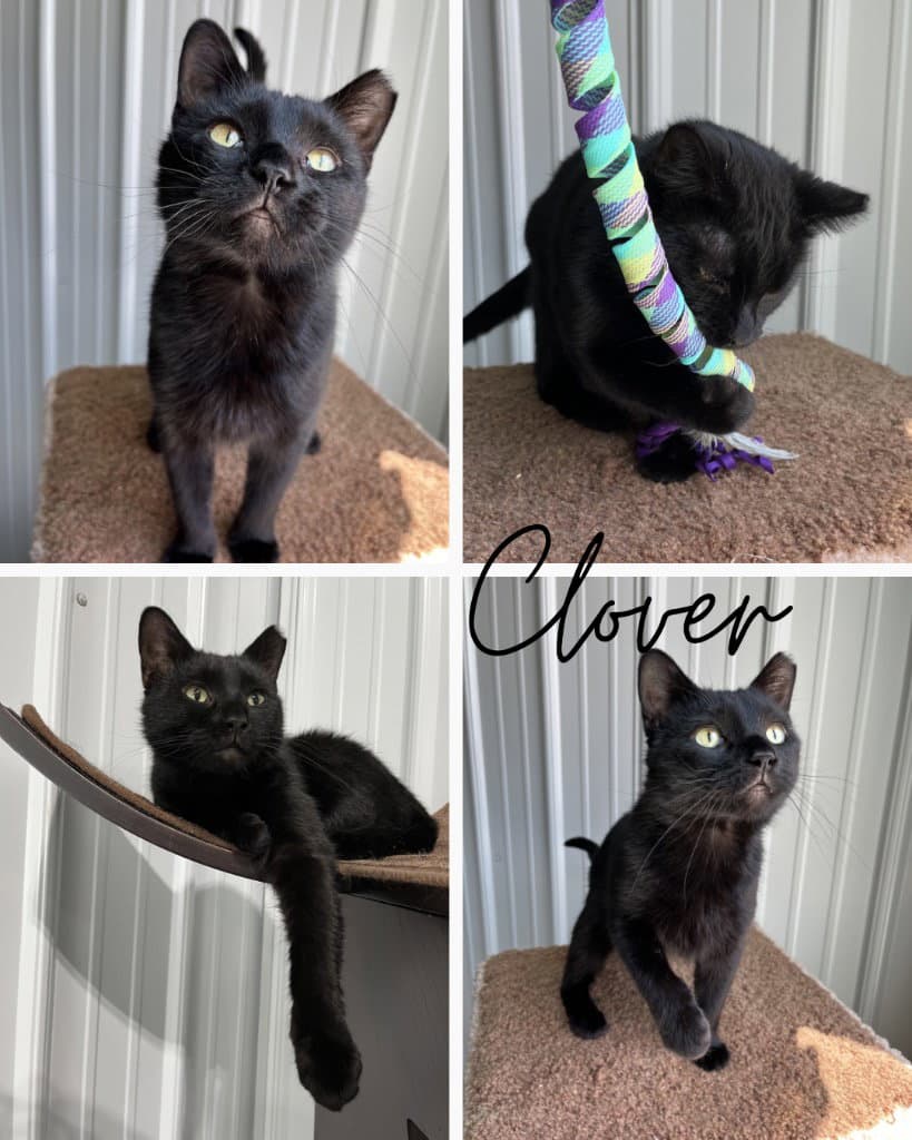 Clover - Domestic Short Hair