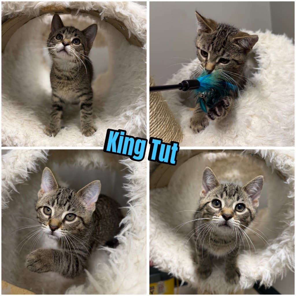 King Tut - Domestic Short Hair