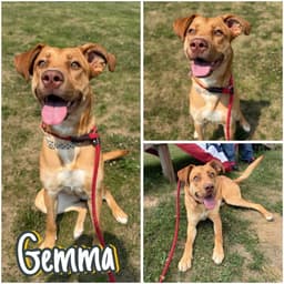 Gemma image 1