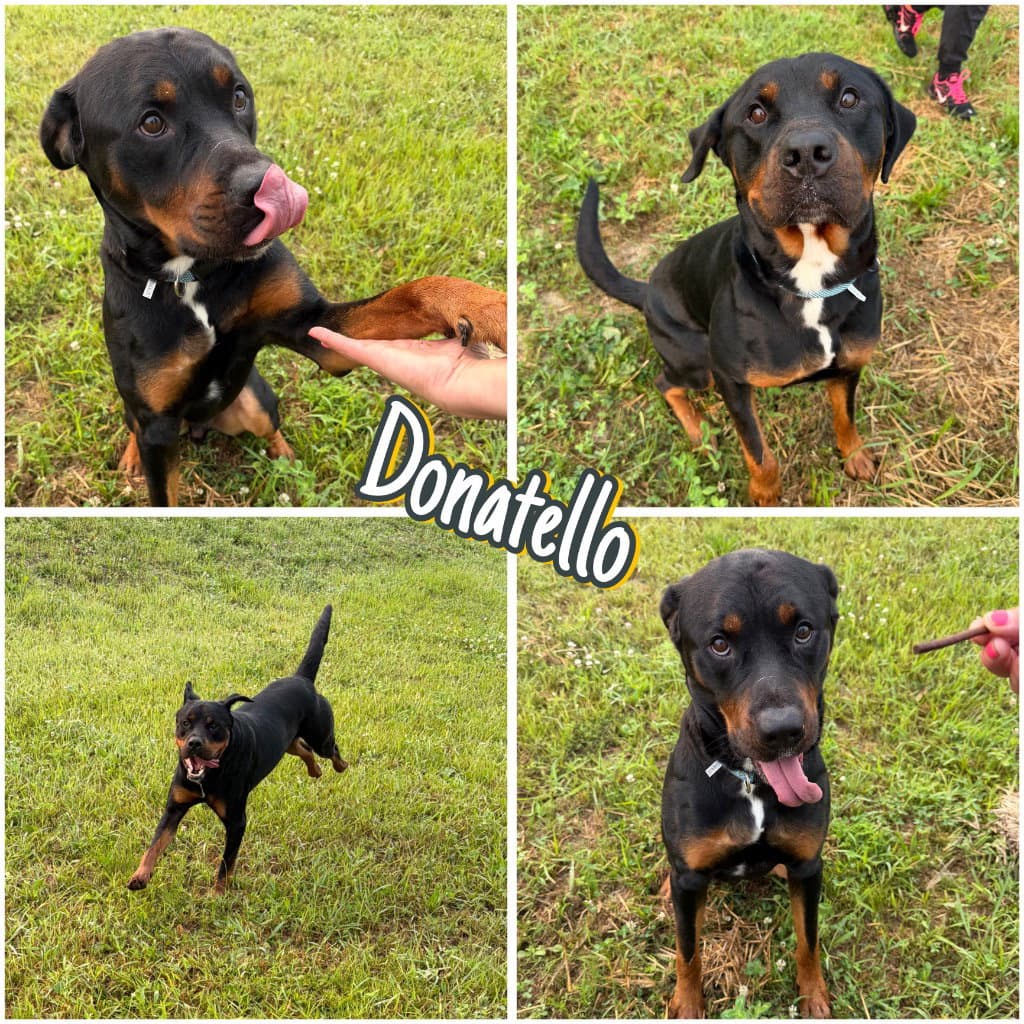 Donatello - Rottweiler