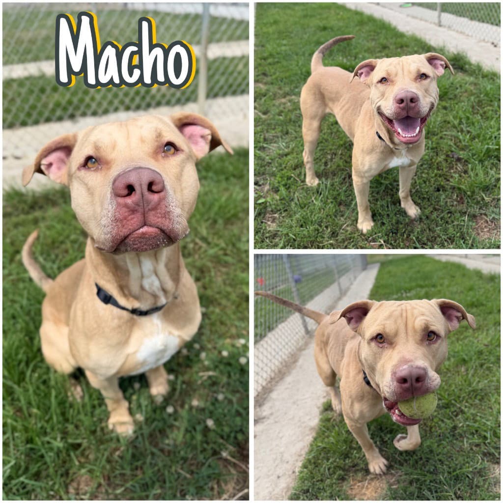Macho - American Staffordshire Terrier