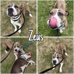 Zeus image 1