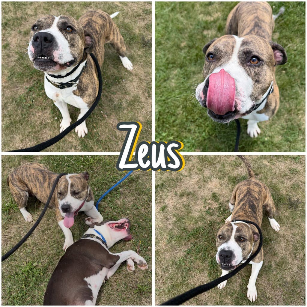 Zeus - American Staffordshire Terrier