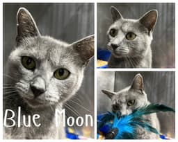Blue Moon- Retired Momma image 1