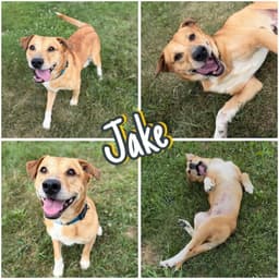 Jake image 1
