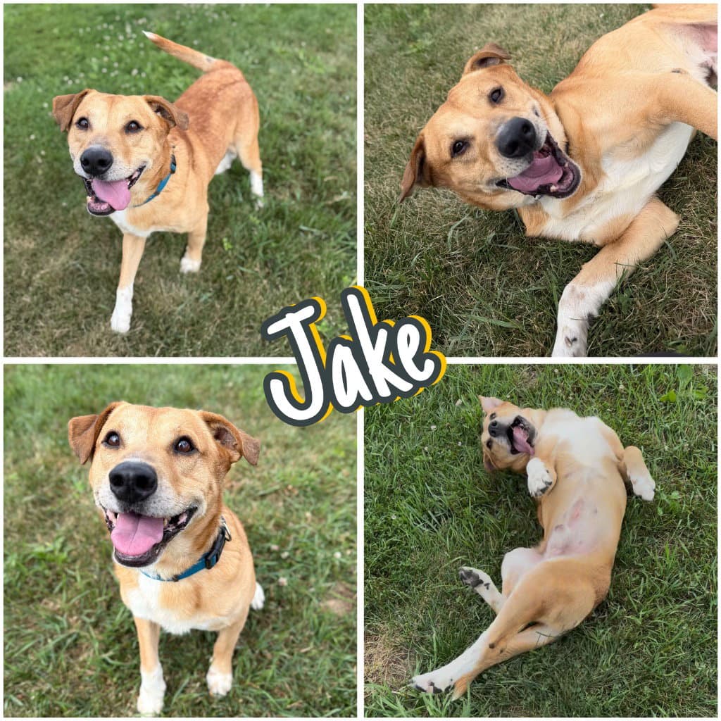 Jake - Labrador Retriever