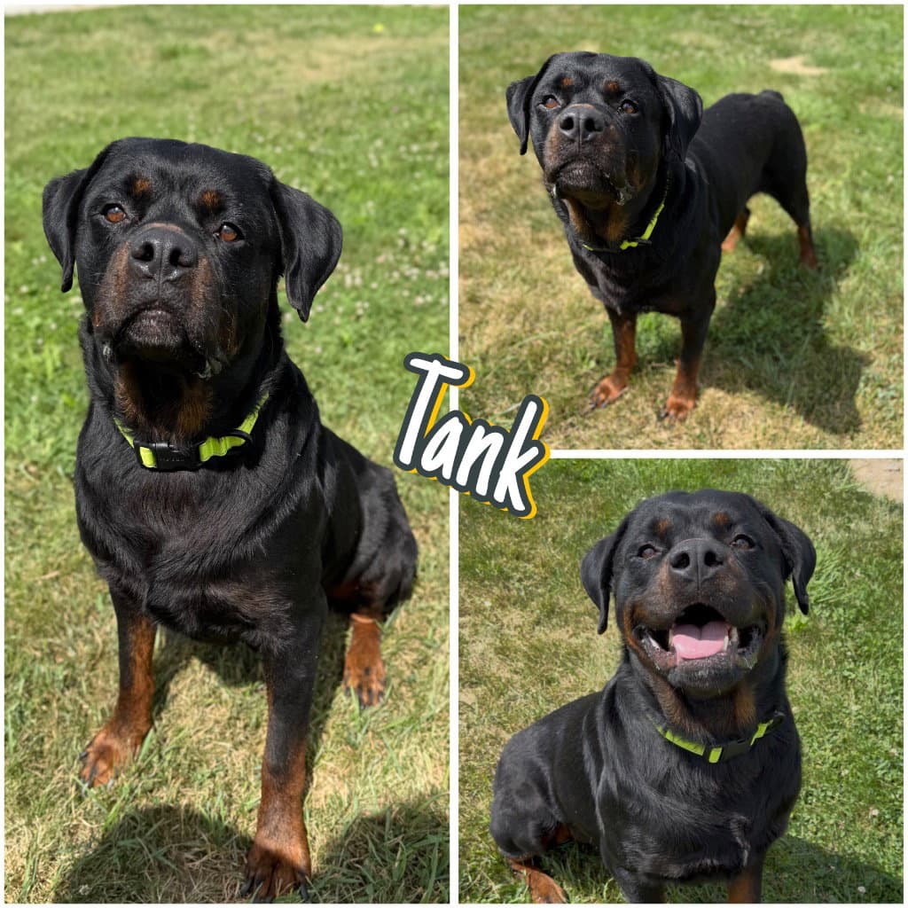 Tank - Rottweiler