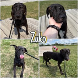 Zuko image 1