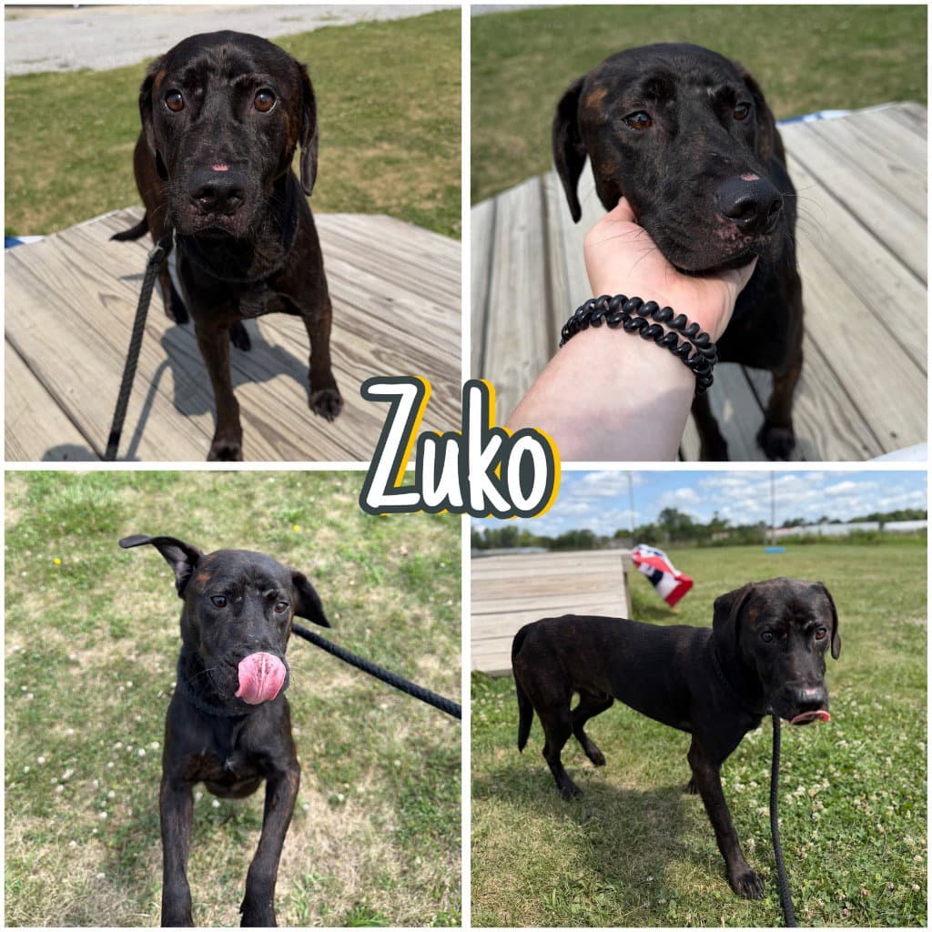 Zuko - Affenpinscher