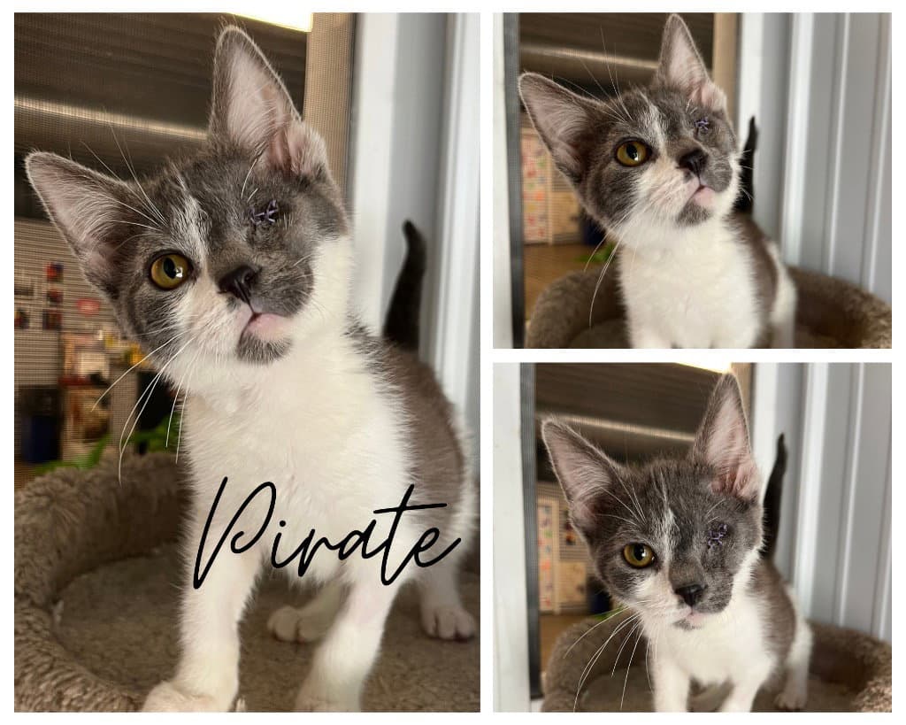Pirate - Domestic Short Hair