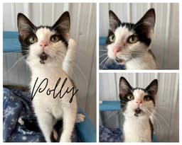 Polly image 1