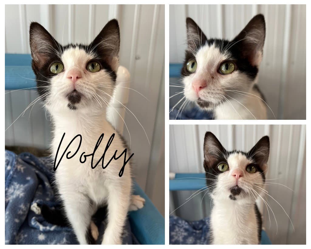 Polly - Domestic Short Hair