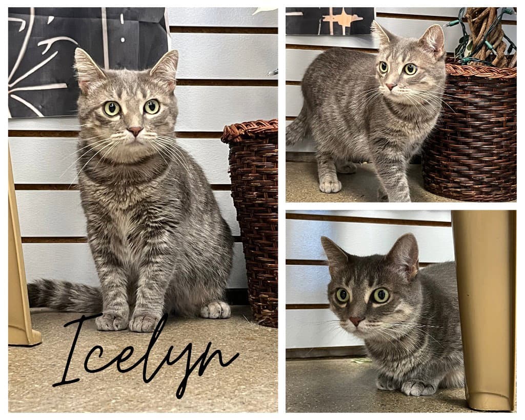 Icelyn - Domestic Short Hair