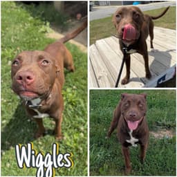 Wiggles image 1