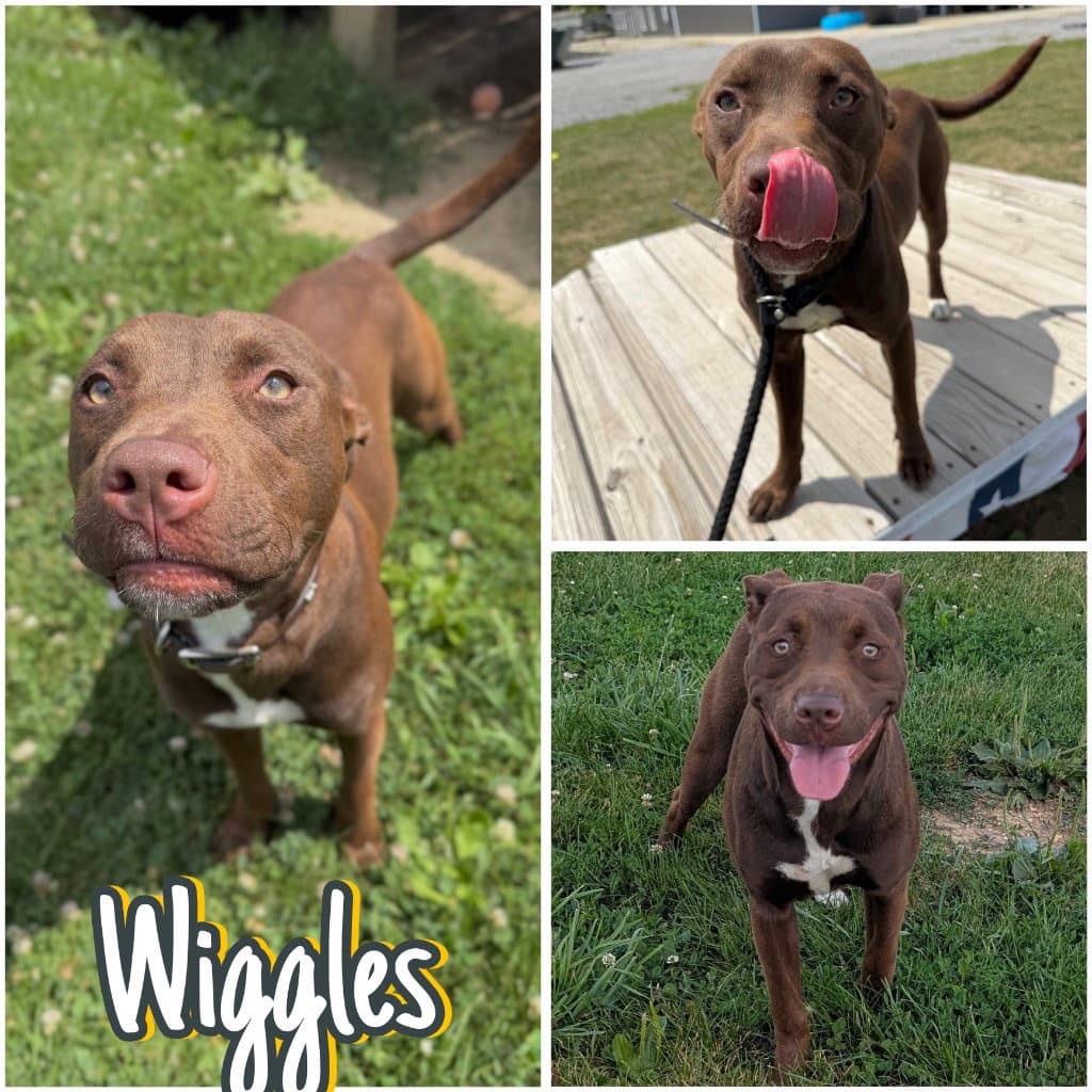 Wiggles