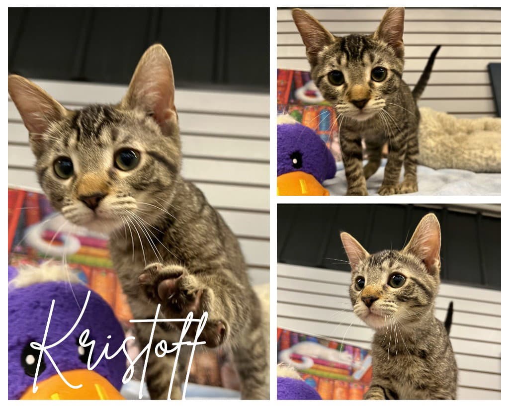 Kristoff - Domestic Short Hair