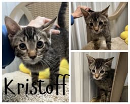 Kristoff image 2