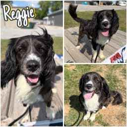 Reggie image 1