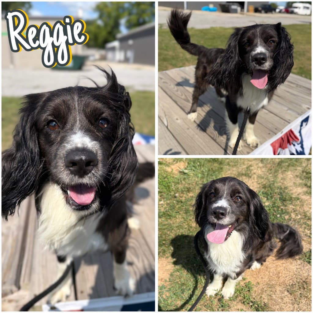 Reggie - Spaniel
