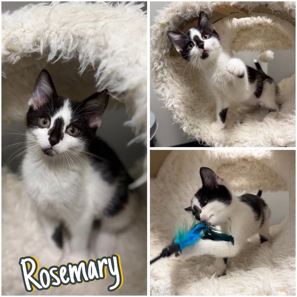 Rosemary - Domestic Short Hair