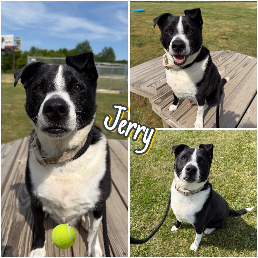 Jerry - Labrador Retriever