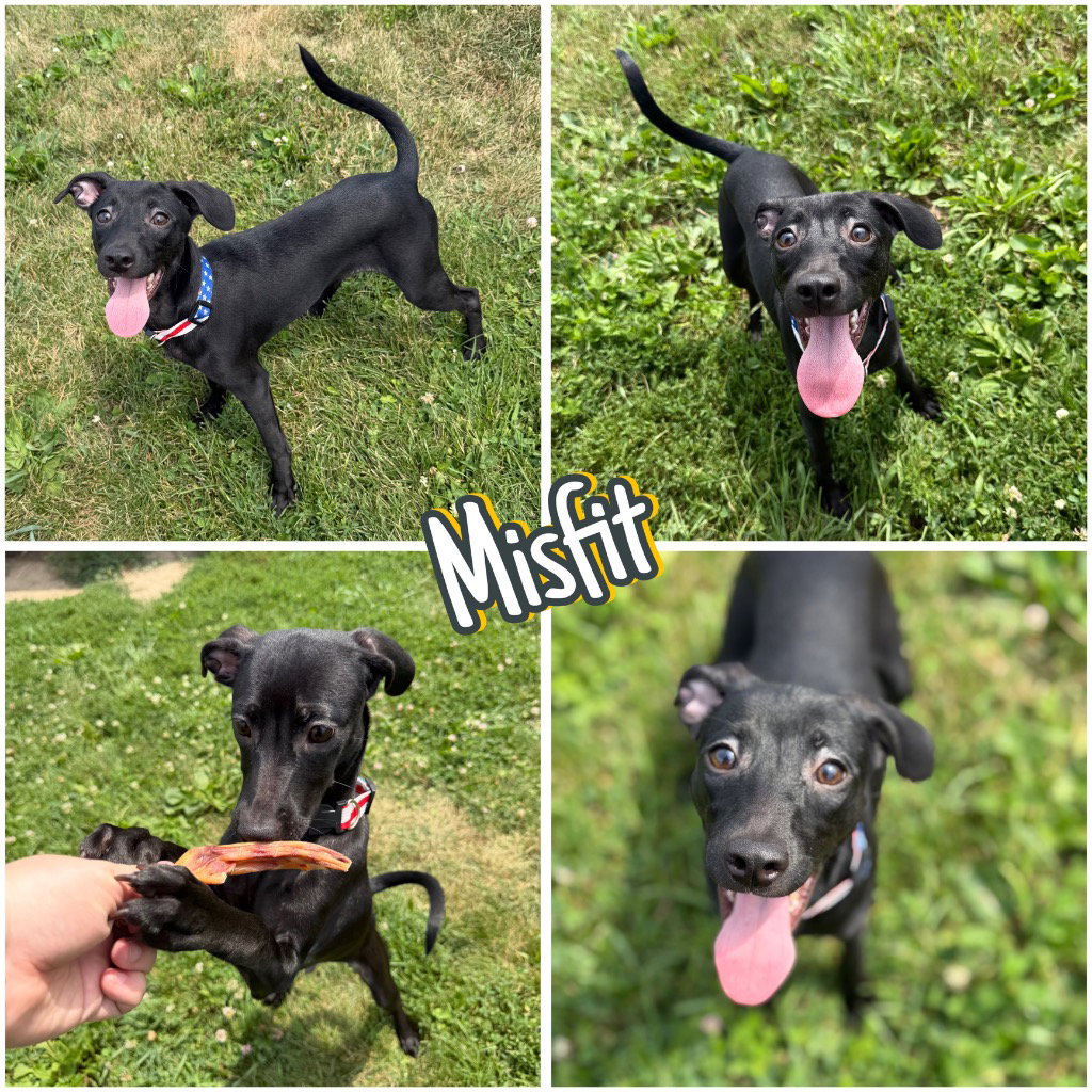 Misfit