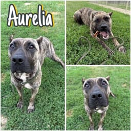 Aurelia image 1