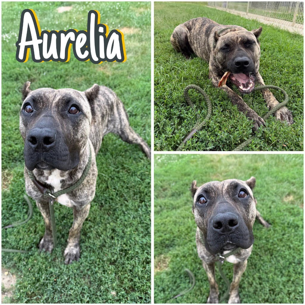 Aurelia - Cane Corso Mastiff