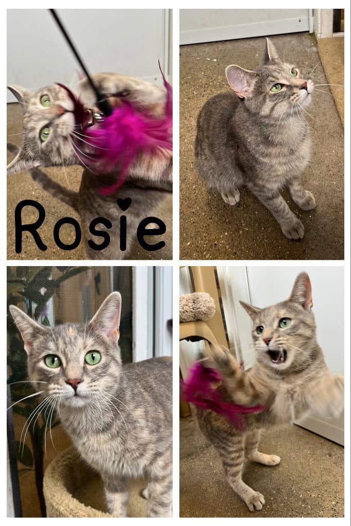 Rosie- Retired Momma - Domestic Short Hair