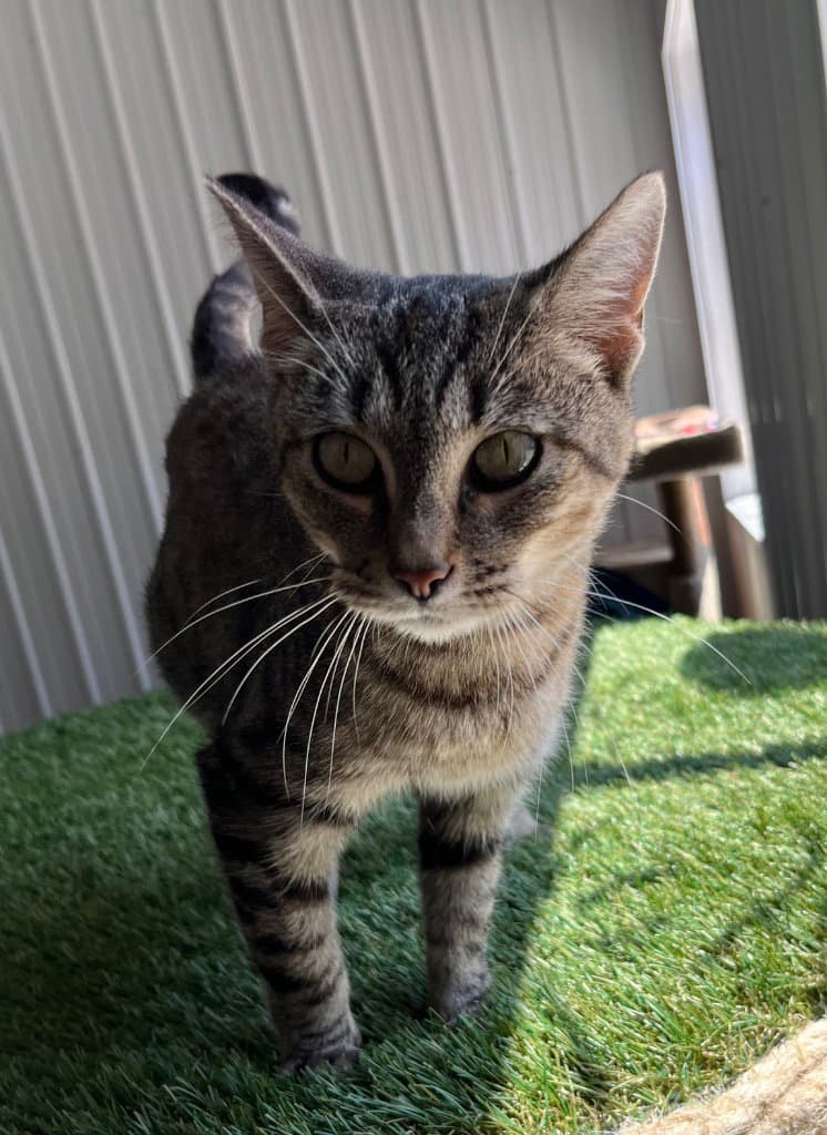 Honey- Retired Momma - Domestic Short Hair