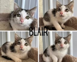 Blair image 1