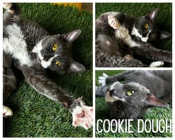 Cookie Dough image 1