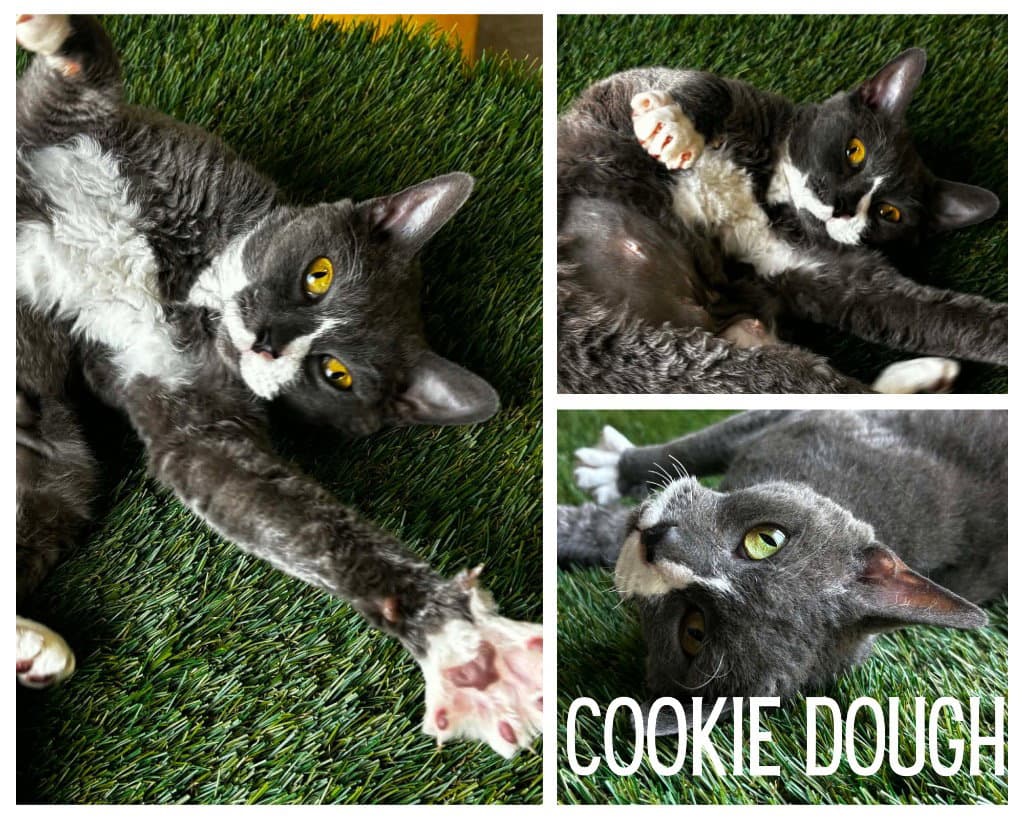 Cookie Dough - Domestic Short Hair
