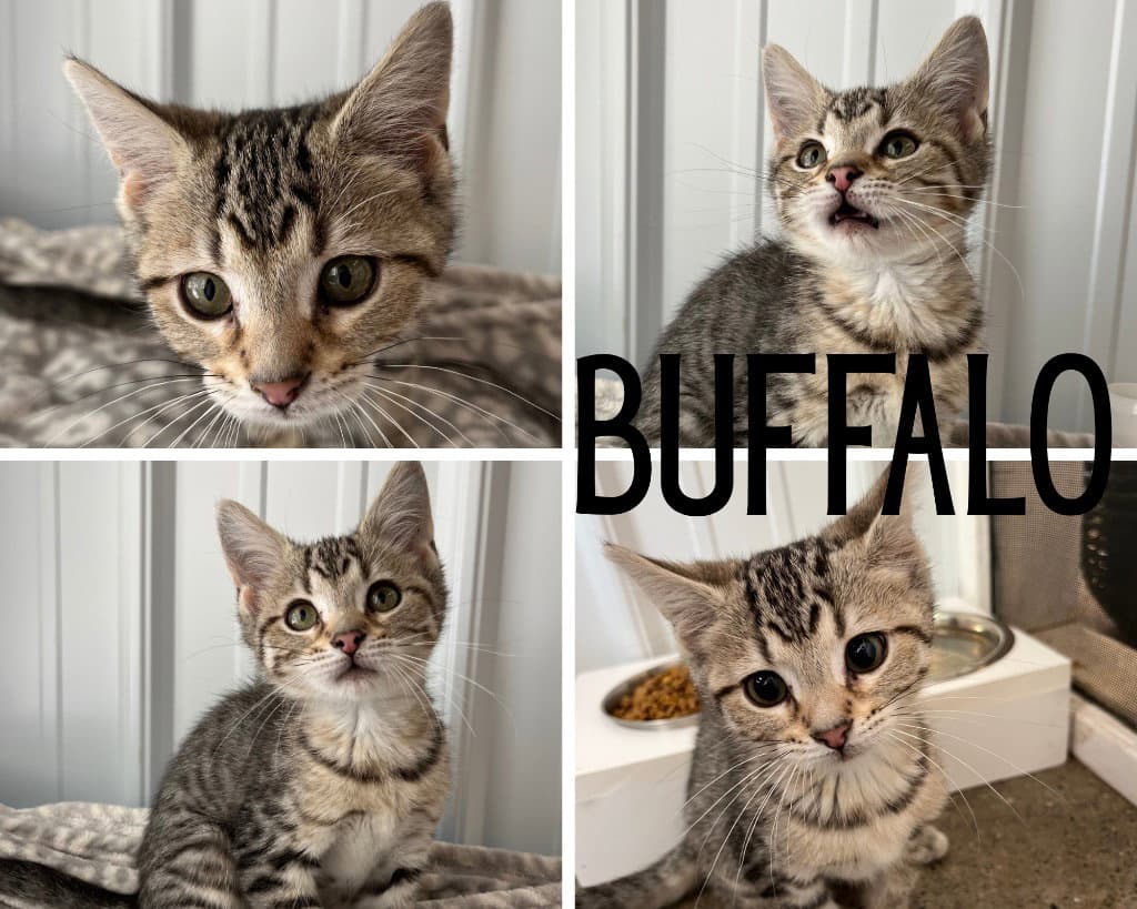 Buffalo - Domestic Short Hair