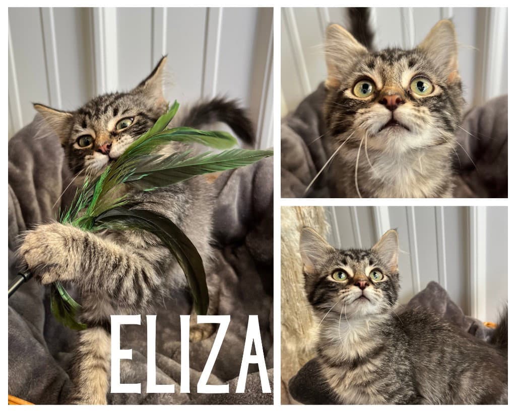 Eliza - Domestic Medium Hair