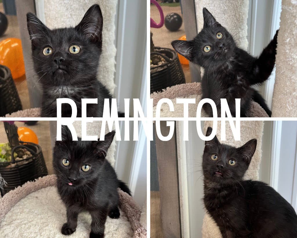Remington - Domestic Short Hair