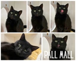 Pall Mall image 1