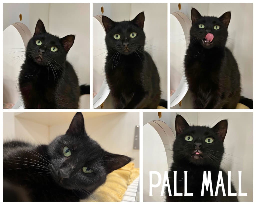 Pall Mall - Domestic Short Hair