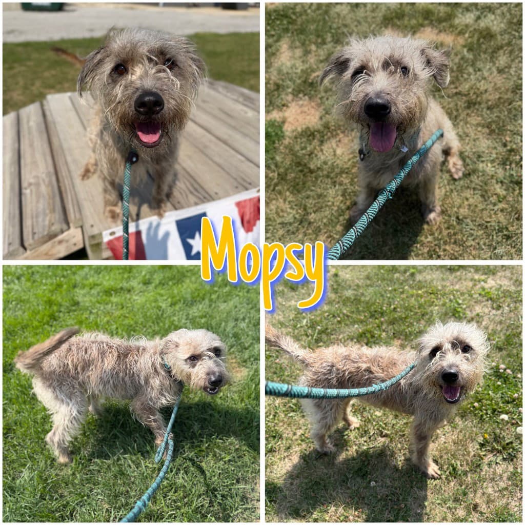 Mopsy - Terrier