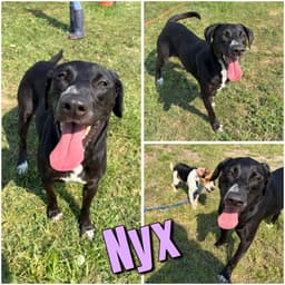 Nyx image 1