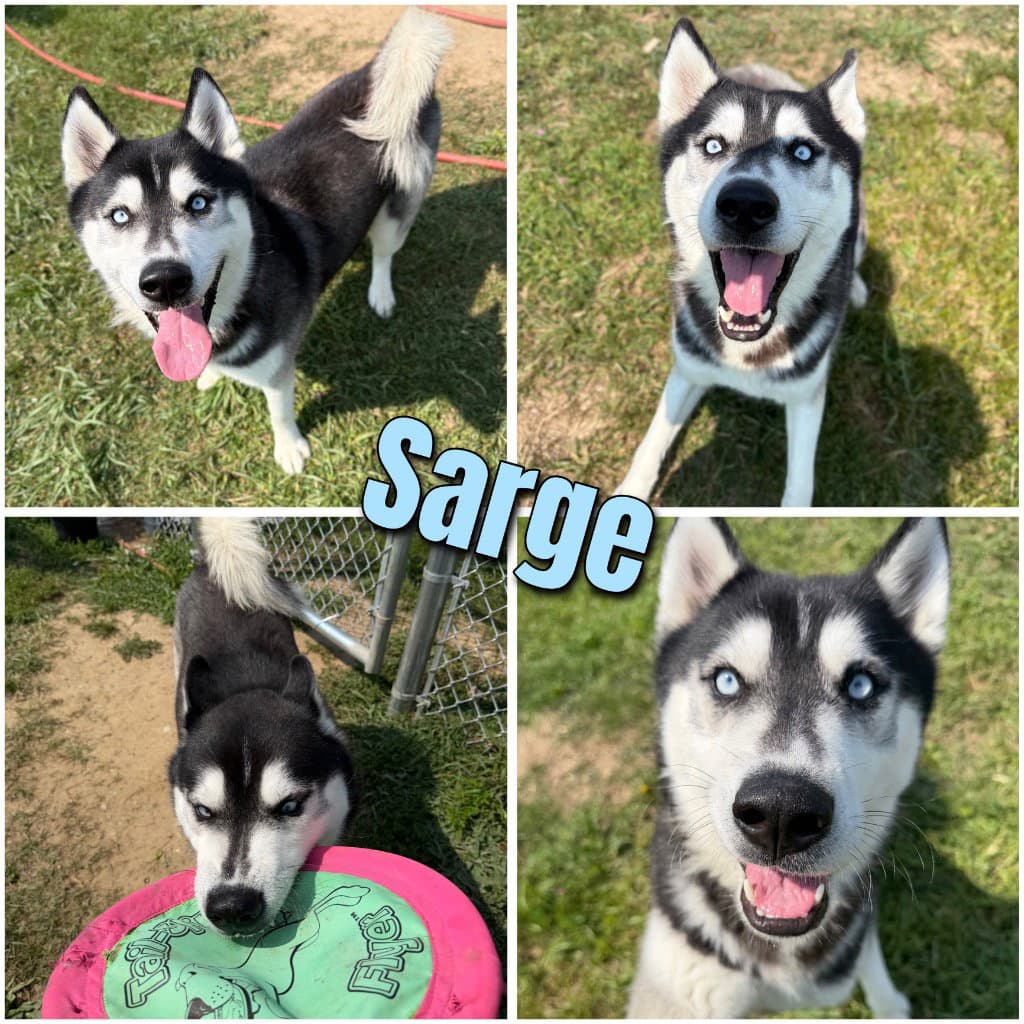 Sarge - Husky