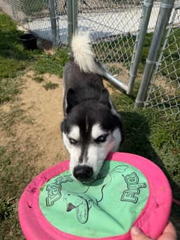 Sarge image 3