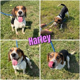 Harley image 1