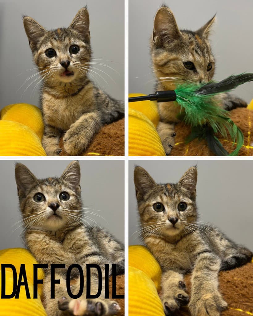 Daffodil - Domestic Short Hair