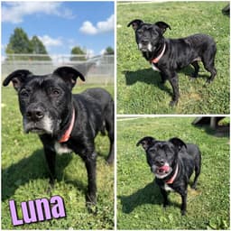 Luna - Sponsored image 1