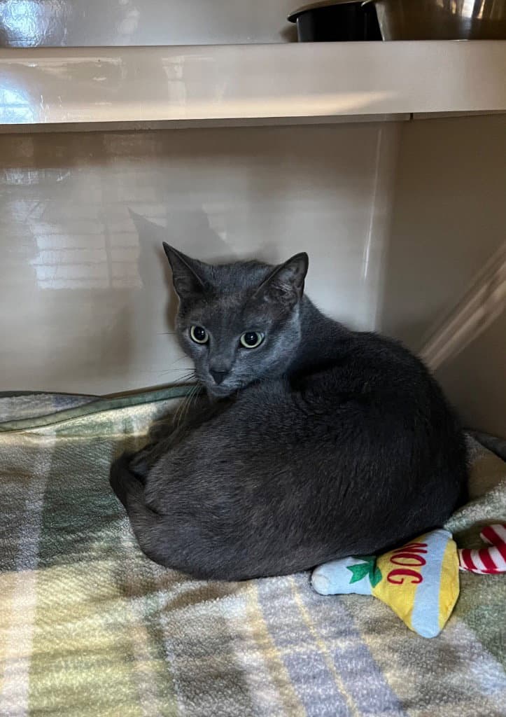 Sweetie Kayla- Outdoors - Domestic Short Hair