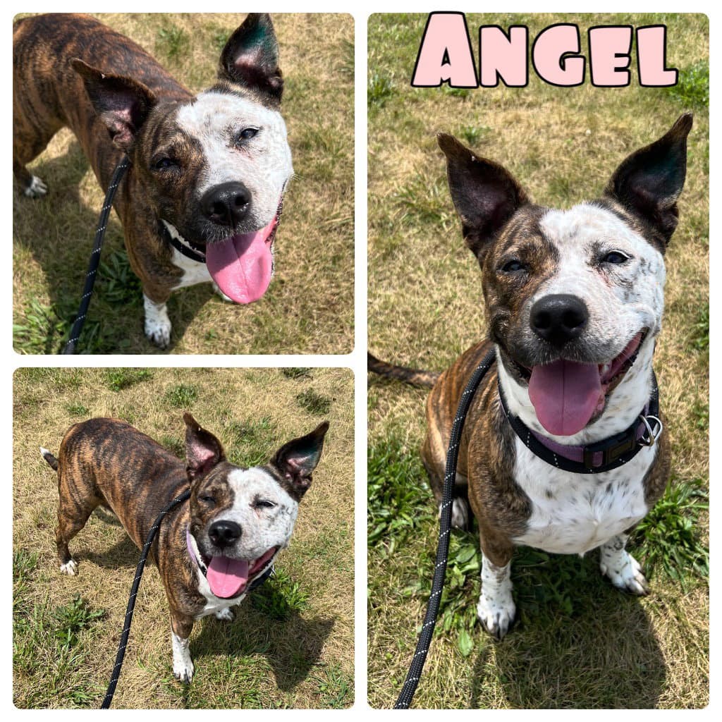 Angel - American Staffordshire Terrier