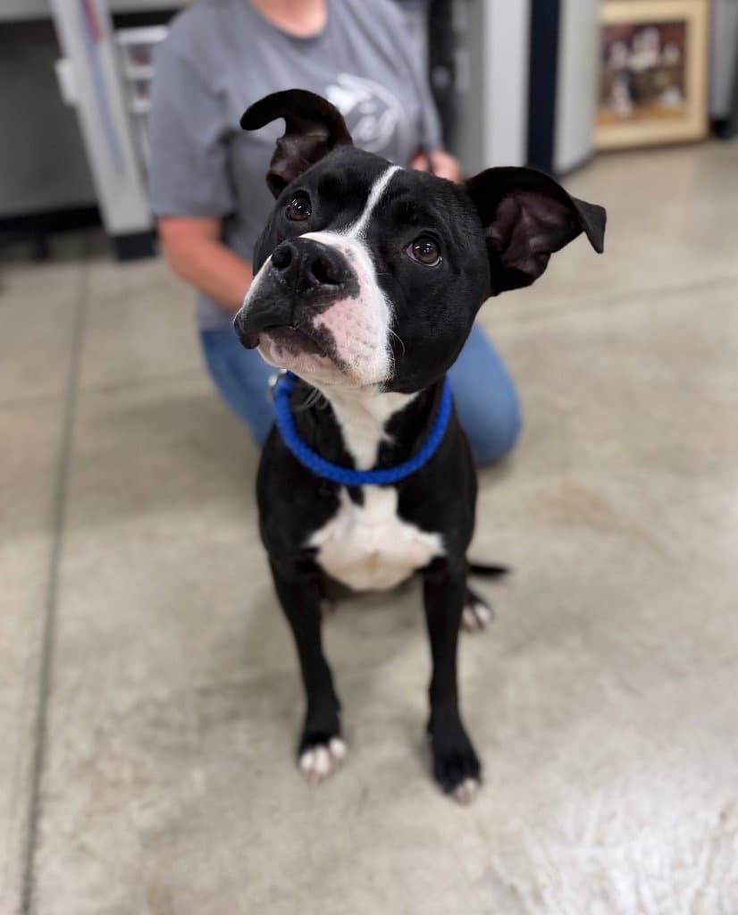 Dodger - American Staffordshire Terrier