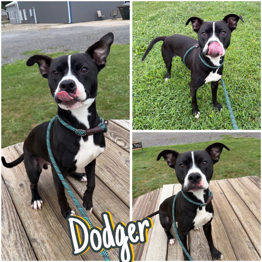 Dodger - American Staffordshire Terrier