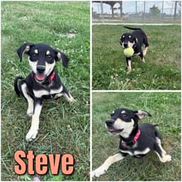 Steve image 1